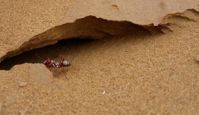 Cataglyphis bombycinas: las hormigas plateadas del Sahara son las más rápidas del mundo | Internacionales