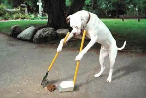 Sólo uno de cada tres dueños recoge la caca de sus perros en la Ciudad | Actualidad