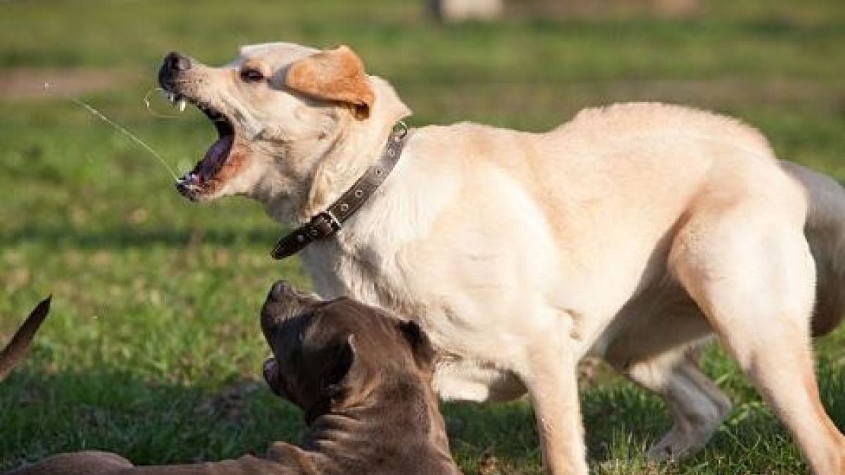 Una jauría de perros atacó a un hombre que jugaba al golf en Mar del Plata | Actualidad