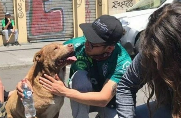 Video: así asistieron a un perro afectado por los gases lacrimógenos en Chile | Internacionales