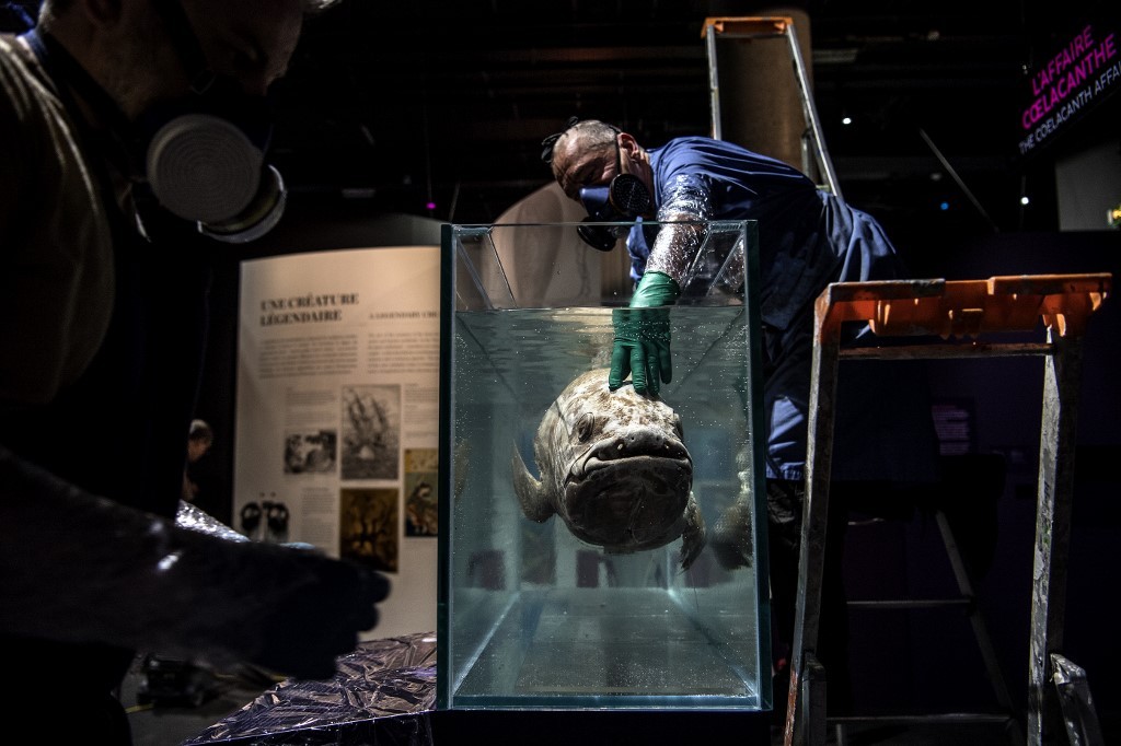 Estudio denuncia la sobrerrepresentación de animales machos en los museos | Internacionales