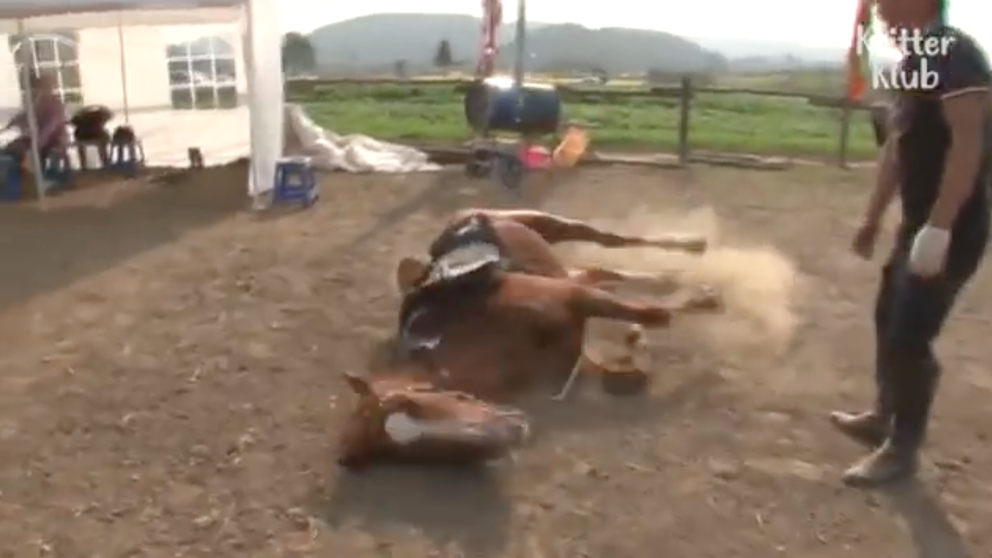 Video viral: el caballo que se "hace el muerto" para que no lo monten | Curiosidades