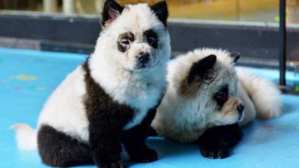 Un bar chino pinta perros para que parezcan osos panda | Curiosidades