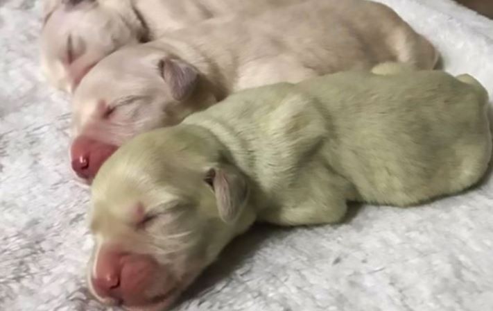 Una perra golden dio a luz un cachorro de color verde | Curiosidades