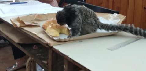 Elecciones para todos: hasta un mono se presentó a votar en Arrecifes | Redes