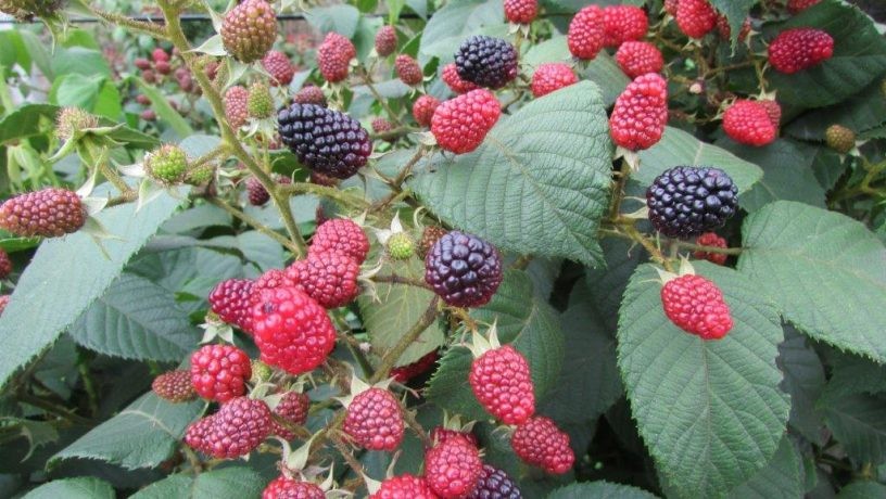 Una pareja torturó y ató a un nene de 10 años que sacó unas moras de su casa | Actualidad