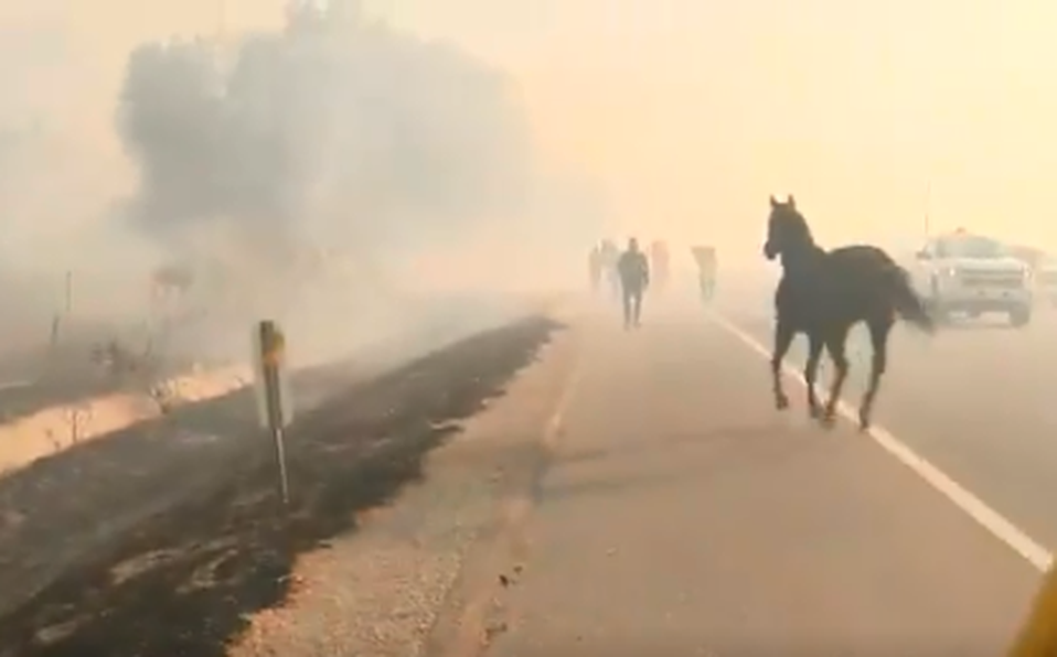 Video: el caballo que se arriesgó para salvar a sus crías de un incendio | Curiosidades