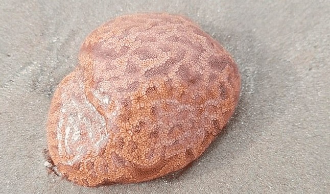 Halló un "cerebro" en la playa, se animó a tocarlo y le sucedió algo escalofriante | Curiosidades