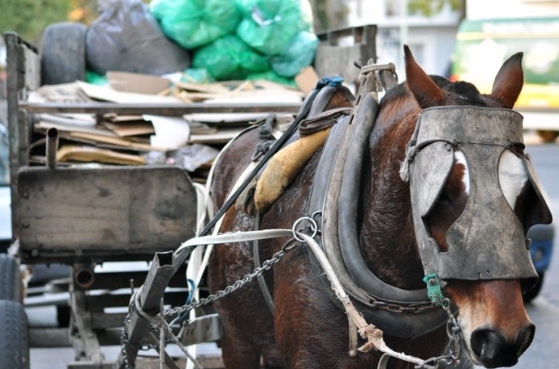 Nacieron dos caballos de yeguas que fueron rescatadas y recuperadas | Actualidad