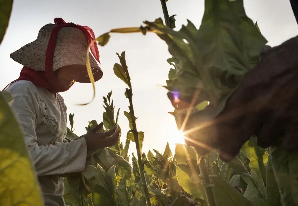 Tabacalera despedirá el 30 por ciento de empleados por la caída de ventas en Nicaragua | Internacionales