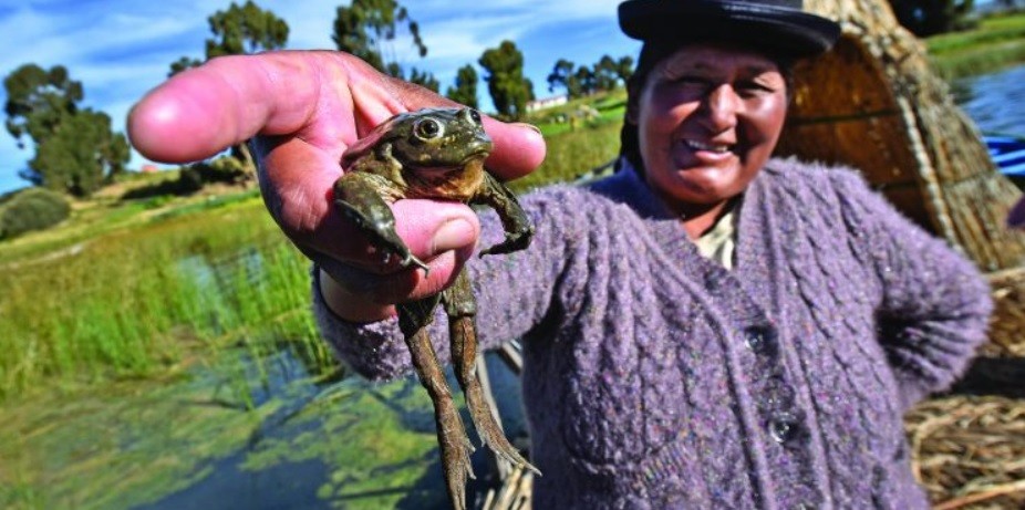 Celebran el nacimiento de 36 superranas de Titicaca, especie en peligro crítico de extinción | Internacionales