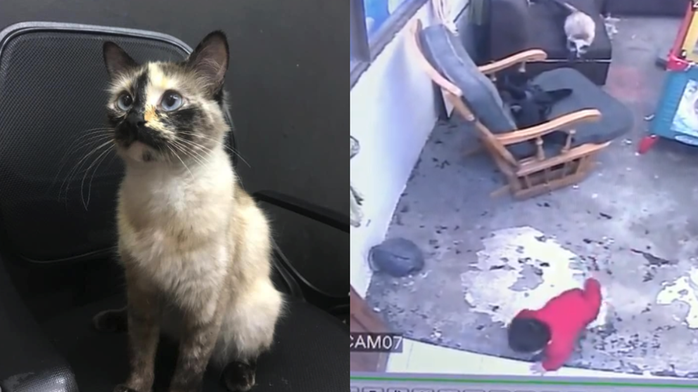 Video: el momento en que un gato salva a un bebé de caer por unas escaleras | Curiosidades