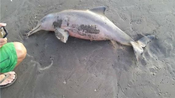 Preocupación mundial por la Franciscana, un delfín que habita en la costa argentina | Actualidad