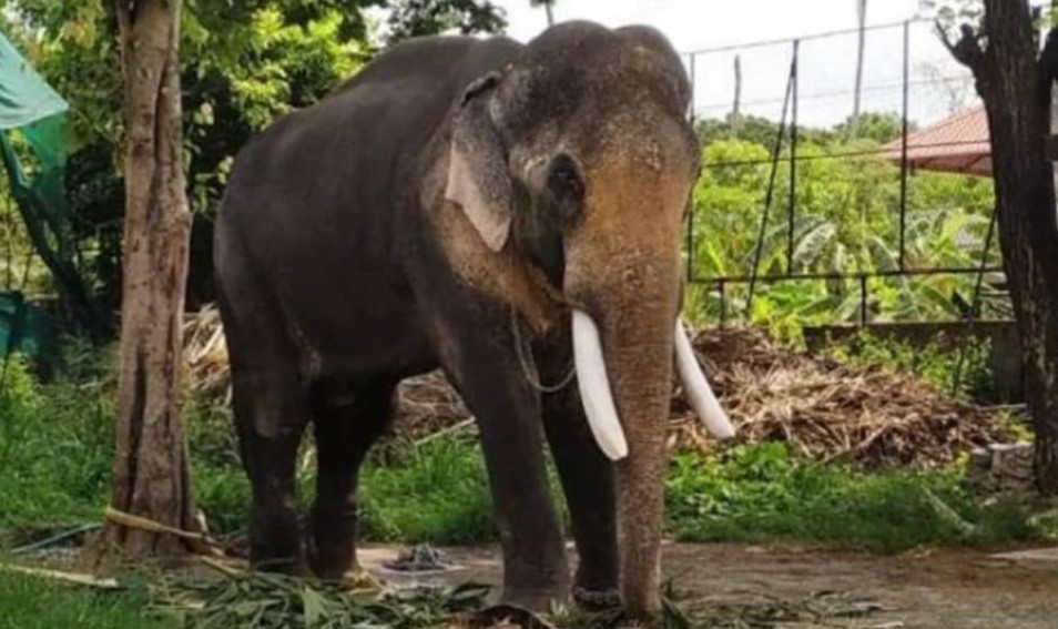 Atraparon al elefante "Bin Laden" tras matar a cinco personas | Internacionales