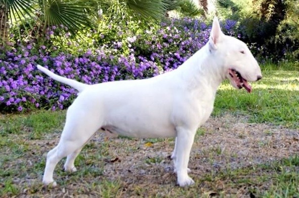 Una nena de dos años fue atacada por un perro de raza Bull Terrier | Actualidad