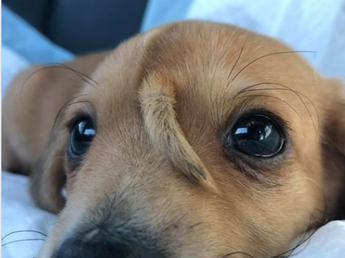 El perro que nació con una cola en la cabeza y fue abandonado por sus dueños | Curiosidades