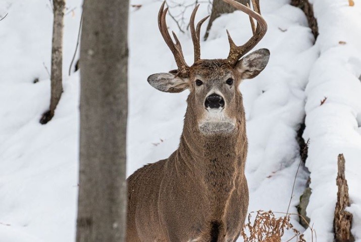 "Una en un millón": en un paseo un político sacó una foto de un ejemplar inusual | Redes