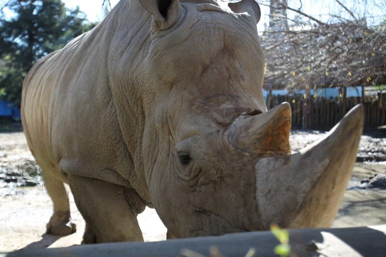 Murió Gaspar, el último rinoceronte que quedaba en el exzoológico porteño | Actualidad