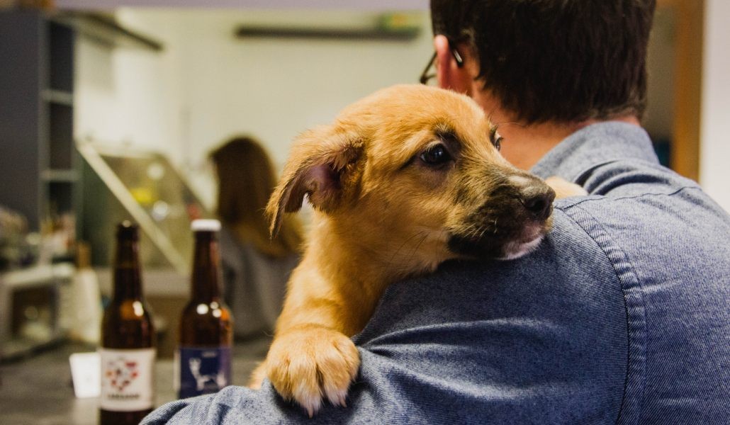 Cuáles son los nombres para perros más populares en Argentina | Curiosidades