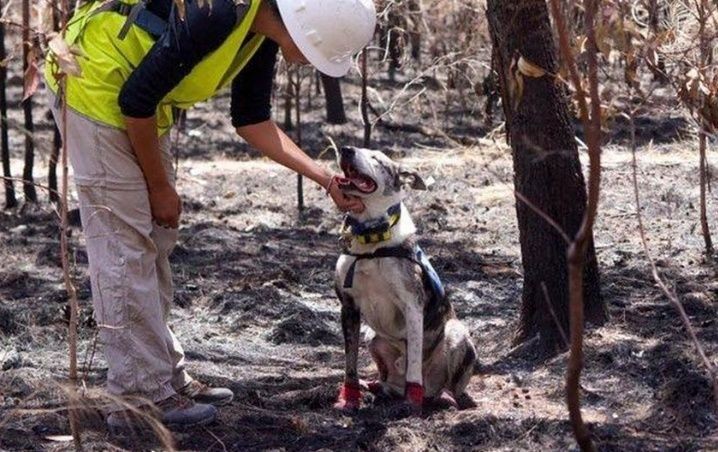 Bear, el perro que rescata koalas entre los incendios de Australia | Redes