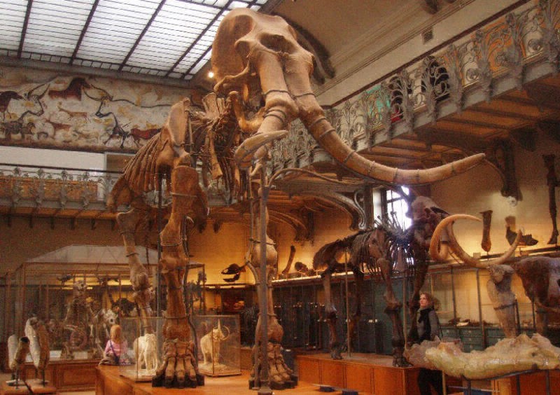 Insertan ADN de mamut en células de elefante | Actualidad