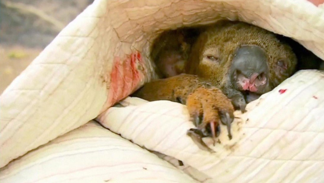 Dolor: murió el pequeño koala que había sido rescatado del fuego | Internacionales