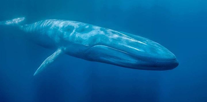 Por primera vez graban la frecuencia cardíaca de una ballena azul | Internacionales