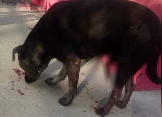 Crueldad extrema: le cortaron los genitales a un perro que ahora pelea por vivir | Actualidad