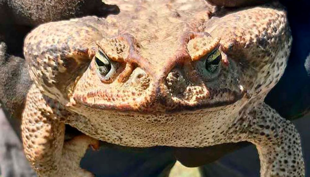 Pánico en un pueblo de Santa Fe por la aparición de un sapo gigante | Actualidad