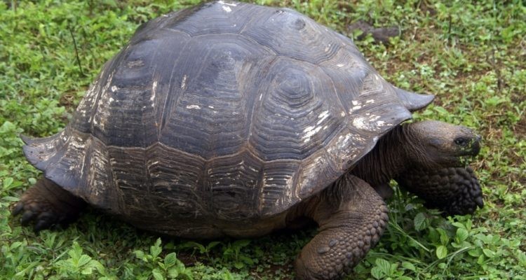 Fuerte multa a un chofer de un micro que atropelló a una tortuga en Galápagos | Curiosidades