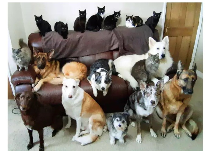 ¿Cómo lo hizo? Con sus 17 mascotas, logró la "foto familiar" perfecta | Redes