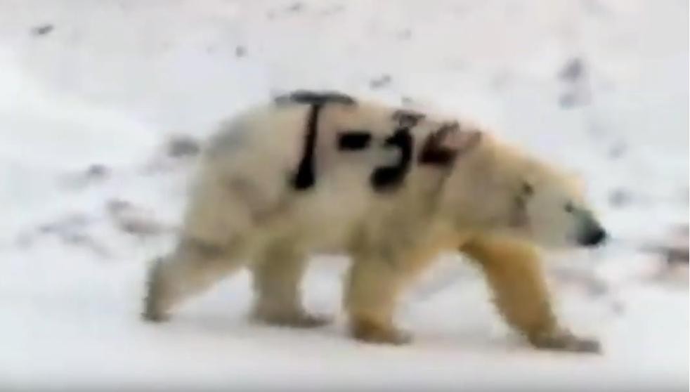 Video: el misterioso mensaje pintado en un oso polar que evoca a la Segunda Guerra Mundial | Internacionales