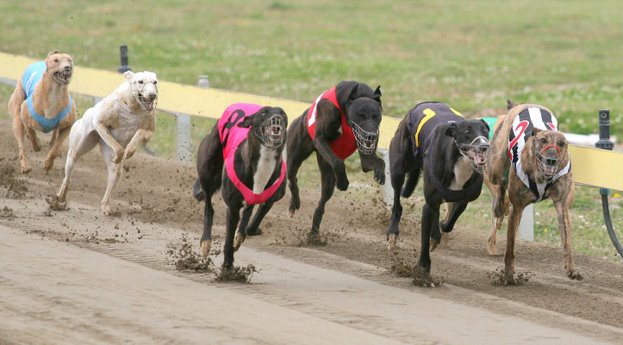 Marcha para reclamar que se prohíban las carreras de perros en todo el país | Actualidad