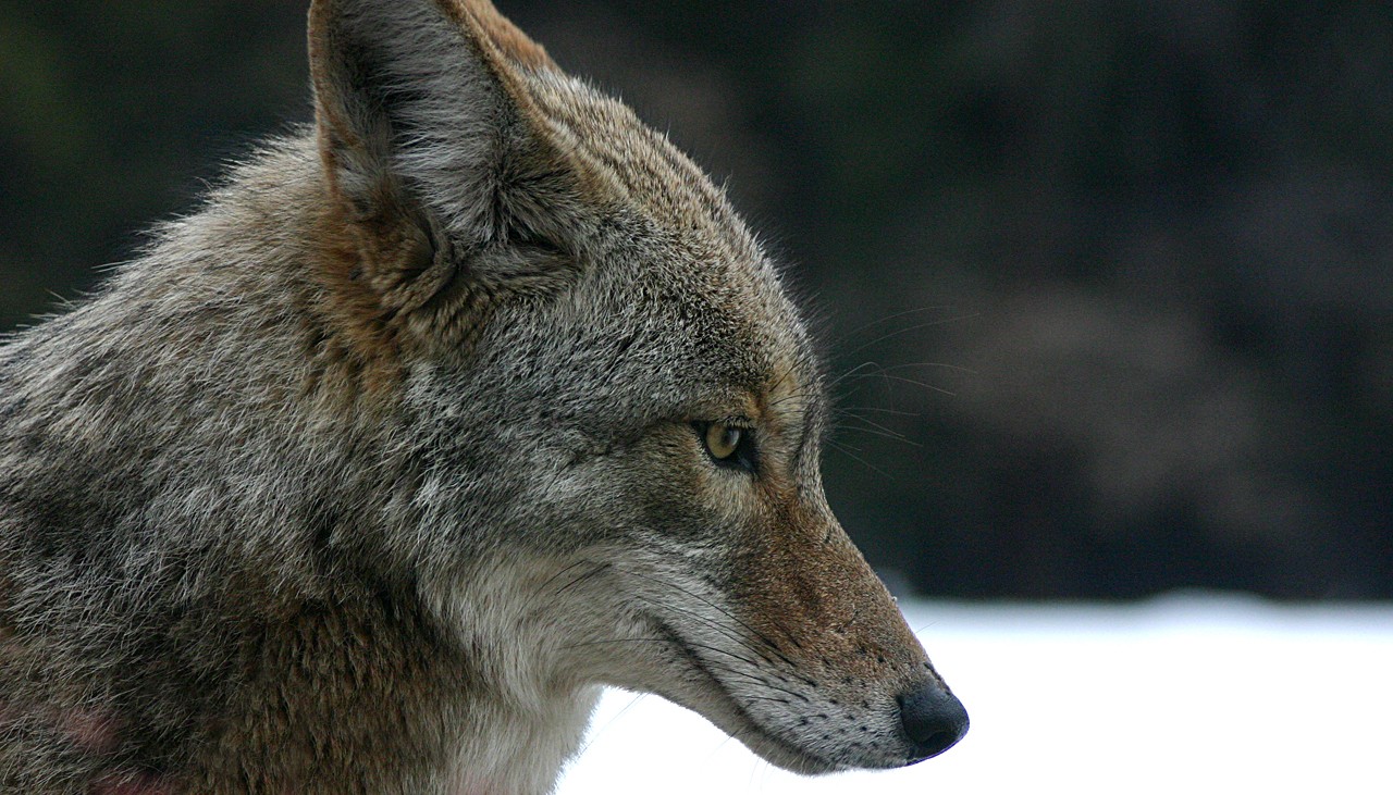 Canadiense pensó que había rescatado a un perro luego de atropellarlo pero era un coyote | Curiosidades