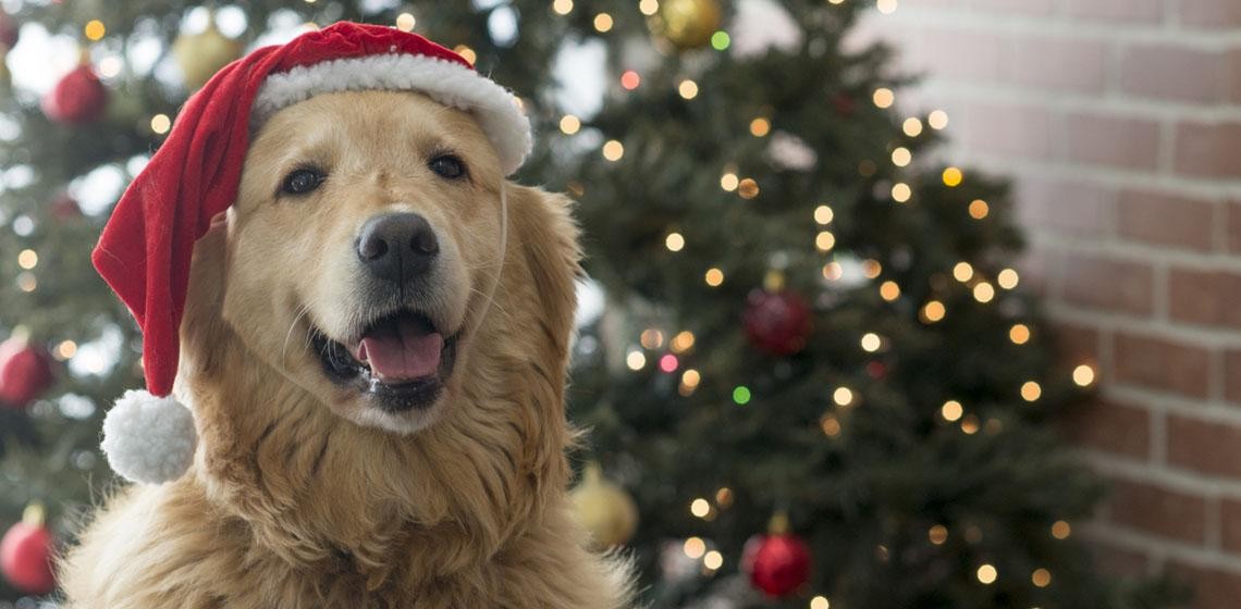 Los 5 mejores regalos de Navidad para tu perro | Curiosidades