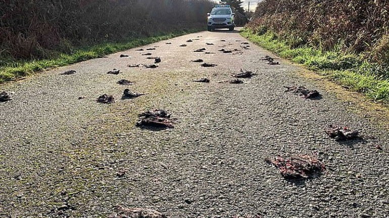 Video aterrador: misterio por 300 pájaros muertos que cayeron en una ruta | Curiosidades