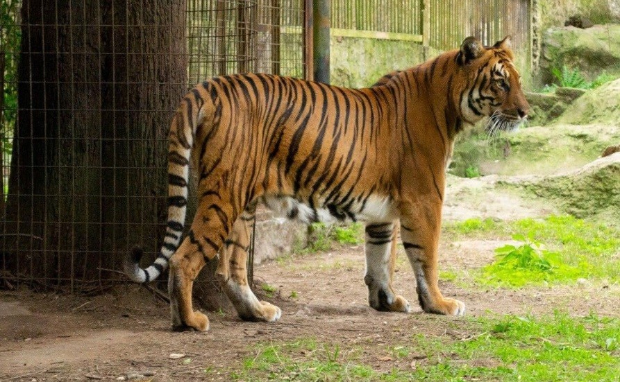 Una tigresa que vivía en el bioparque de La Plata vivirá en un santuario de Sudáfrica | Actualidad