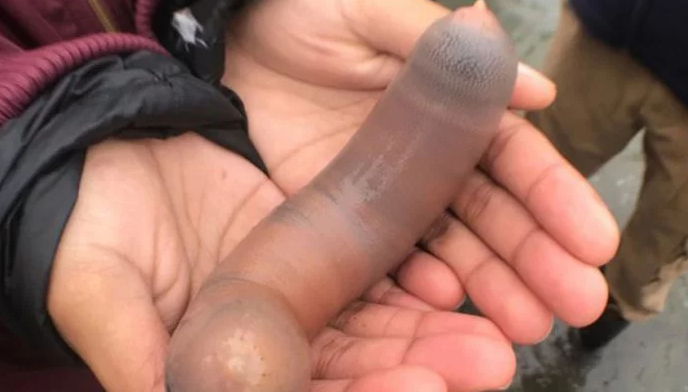Miles de "peces pene" invadieron una playa en California | Internacionales