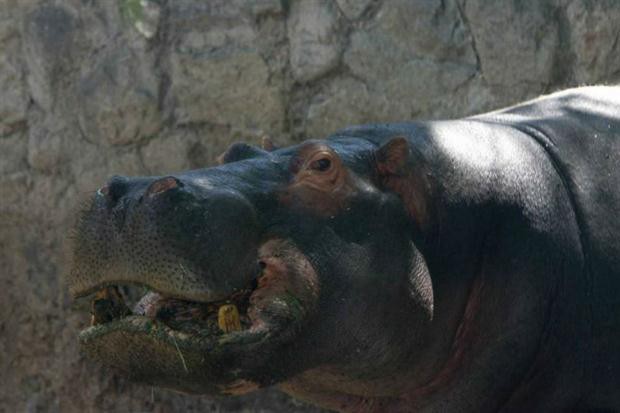 Encontraron una pelota de tenis en el estómago del hipopótamo del zoo de Mendoza | Actualidad