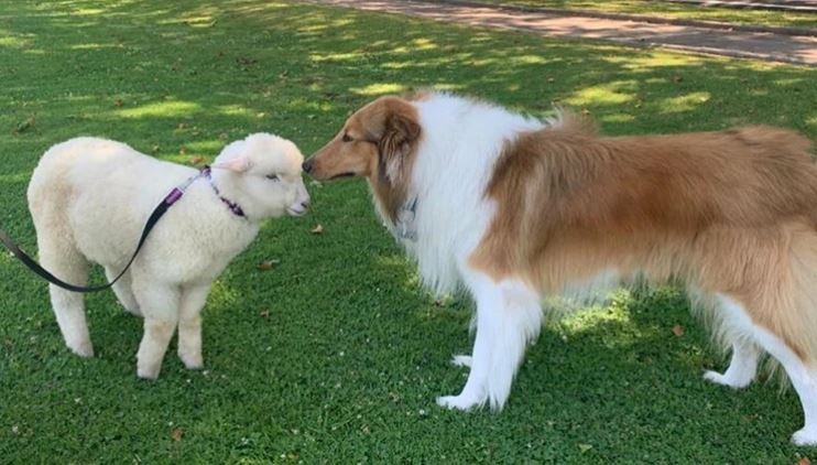 Alberto Fernández sumó una nueva mascota a la Quinta de Olivos | Redes
