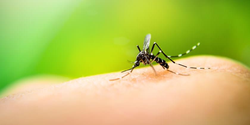 Misiones: se confirmaron seis casos de dengue | Actualidad