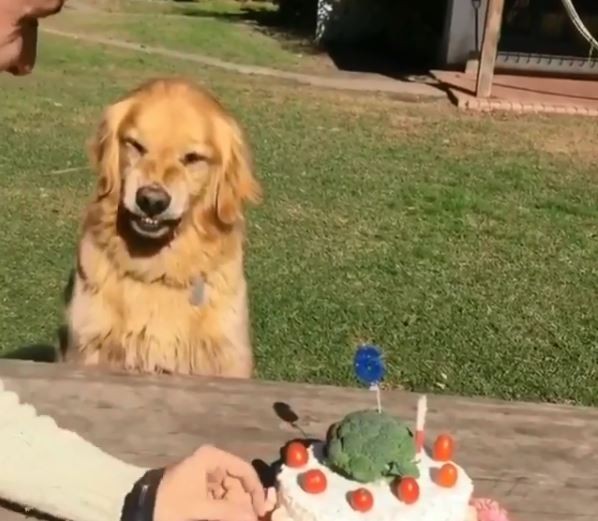 Un perro se negó a compartir su torta de cumpleaños | Redes