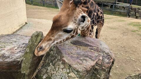 Más de 22.000 personas compraron un zoológico para liberar sus animales | Internacionales