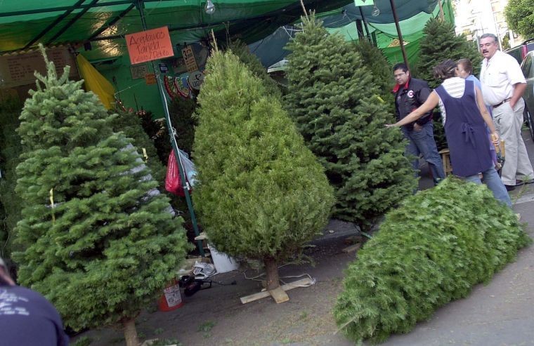 Alerta por árboles de Navidad con plagas vinculadas al cambio climático | Internacionales