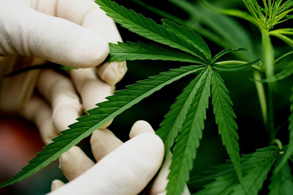 La propuesta del Gobierno para legalizar el consumo y autocultivo de marihuana: "Hay que estudiarlo bien" | Política