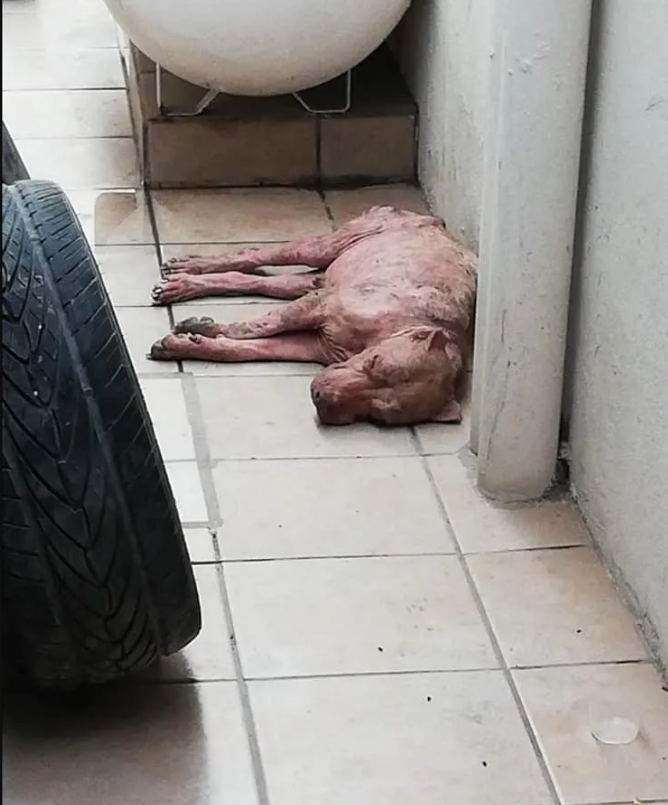 La increíble transformación de un perro rescatado en un basural | Internacionales