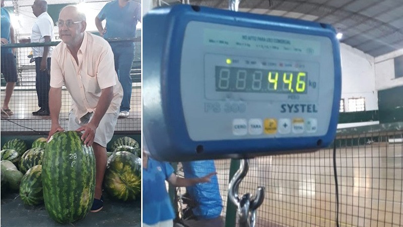 Casi 45 kilos: la sandía ganadora | Actualidad