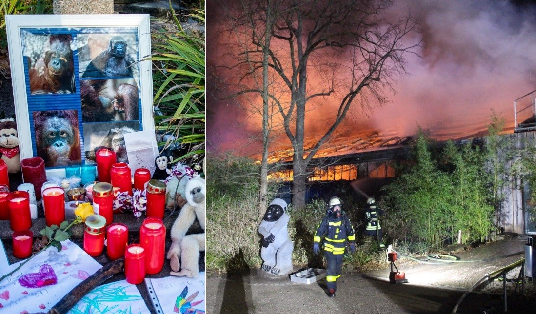 Murieron 30 monos al incendiarse un zoológico en Alemania | Internacionales