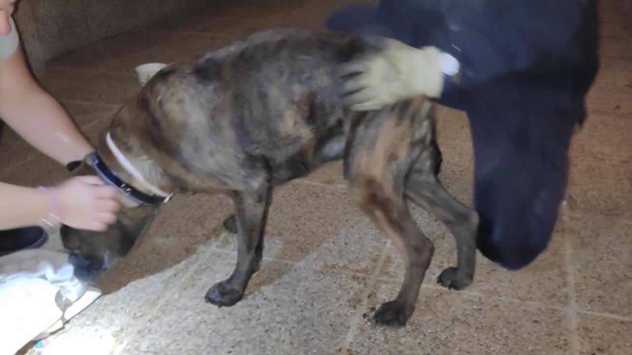 Rescataron a un perro que había quedado atrapado luego de huir asustado por la pirotecnia | Internacionales