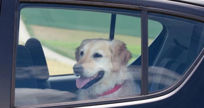 Vacaciones: cómo llevar a los perros en el auto | Curiosidades